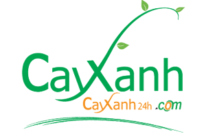 Cayxanh24H
