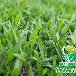 Cỏ Nhung Nhật - Cỏ Giá Rẻ