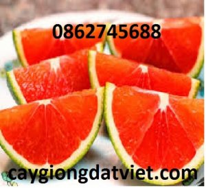 Cây Giống Đất Viêt