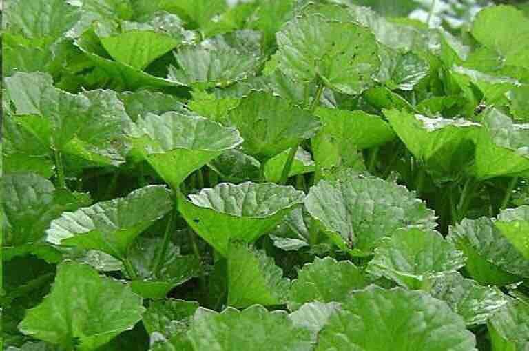 Ảnh bìa của Khang Iso