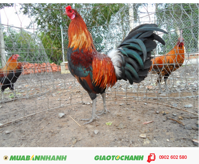 Trại Gà Mini Tre Nòi Bình Tân Mới 100%, Giá: Liên Hệ , Gọi: 0902 602 580,  Quận Bình Tân - Hồ Chí Minh, Id-20Ee0100