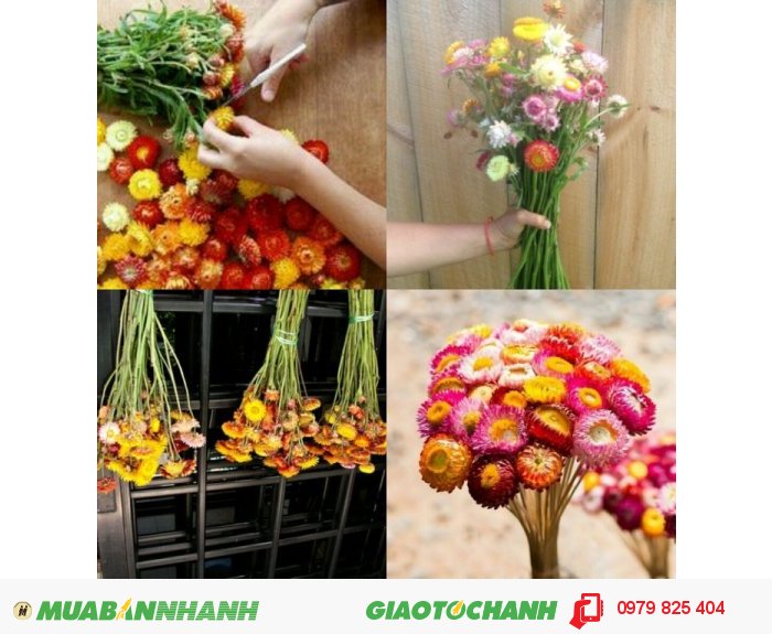 Hoa khô bất tử nguyên cành Mới 100%, giá: 60.000đ, gọi: 0979 825 404, Đà Lạt - Lâm Đồng, id-f0610400 Hoa Khô Bất Tử Nguyên Cành Mới 100%, Giá: 60.000Đ, Gọi: 0979 825 404, Đà Lạt - Lâm Đồng, Id-F0610400
