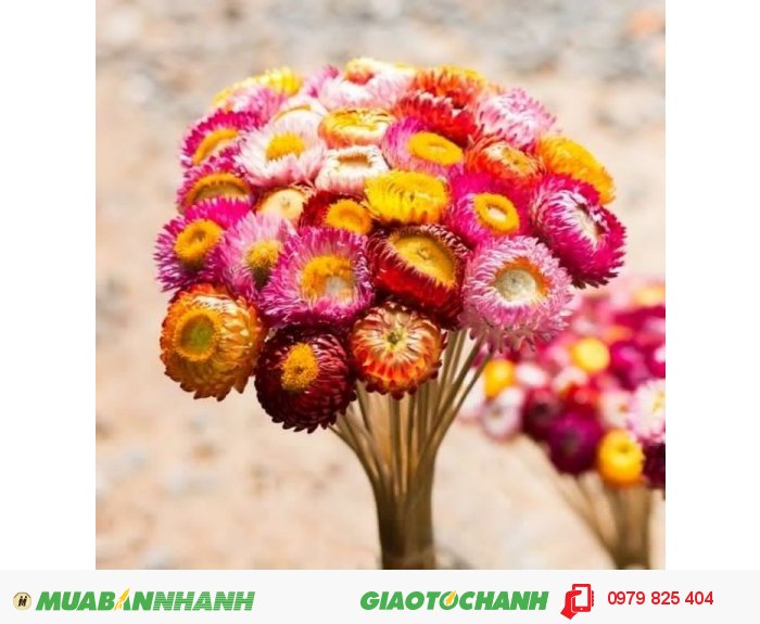Hoa Khô Bất Tử Nguyên Cành Mới 100%, Giá: 60.000Đ, Gọi: 0979 825 404, Đà  Lạt - Lâm Đồng, Id-F0610400