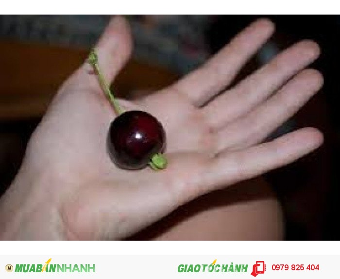 Cây giống cherry brazil lớn1