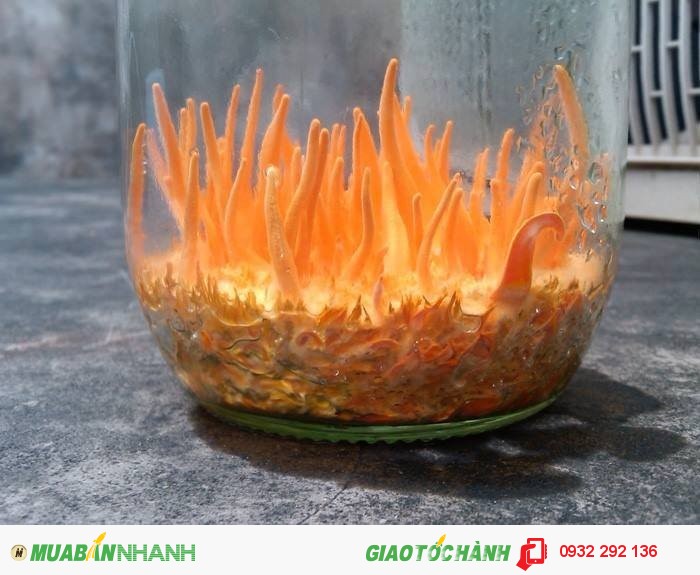 Đông trùng hạ thảo sinh khối