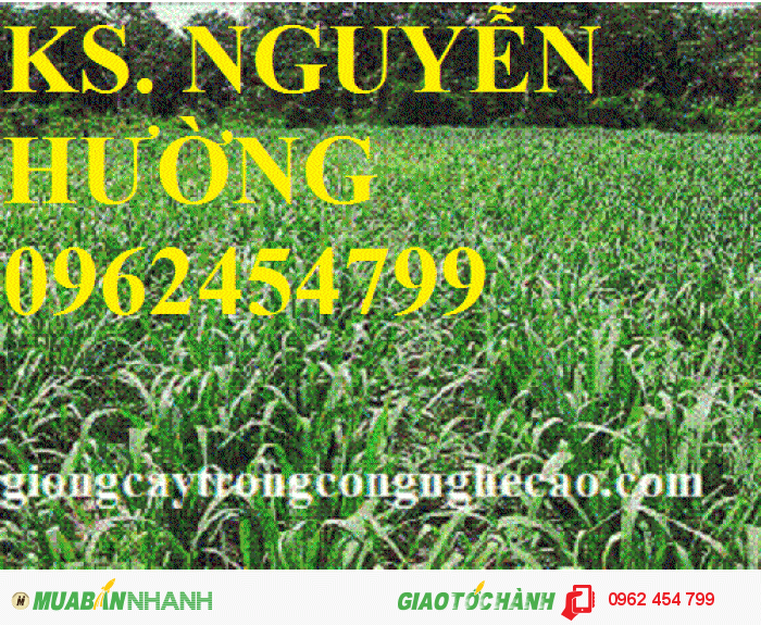 Chuyên cung cấp giống cỏ ghine và hạt giống cỏ ghinê chất lượng cao3
