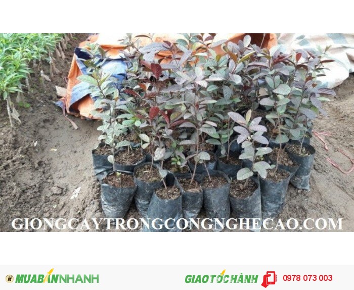 Chuyên cung cấp cây giống ổi tím malaisia số lượng lớn2