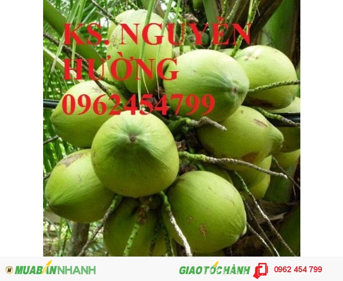 Chuyên cung cấp giống cây dừa xiêm lùn chất lượng cao4