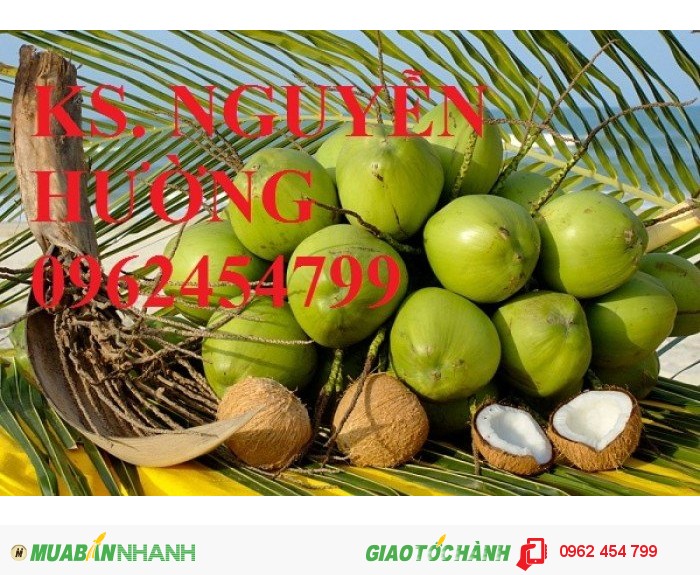Chuyên cung cấp giống cây dừa xiêm lùn chất lượng cao3