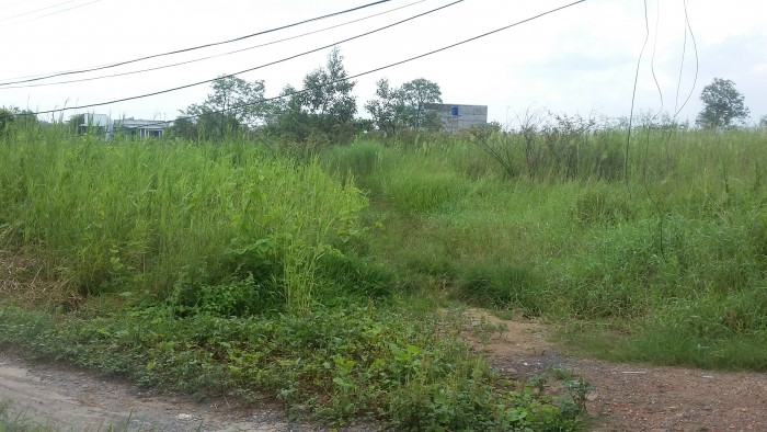 Bán đất Bình Chánh dt 744m2, xây trọ, Sổ đỏ đường Phạm Tấn Mười .