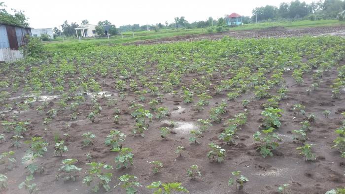 Tôi cần bán gấp lô đất 837m2, ngang 47m. ngay đường dẫn cao tốc Bình Chánh.