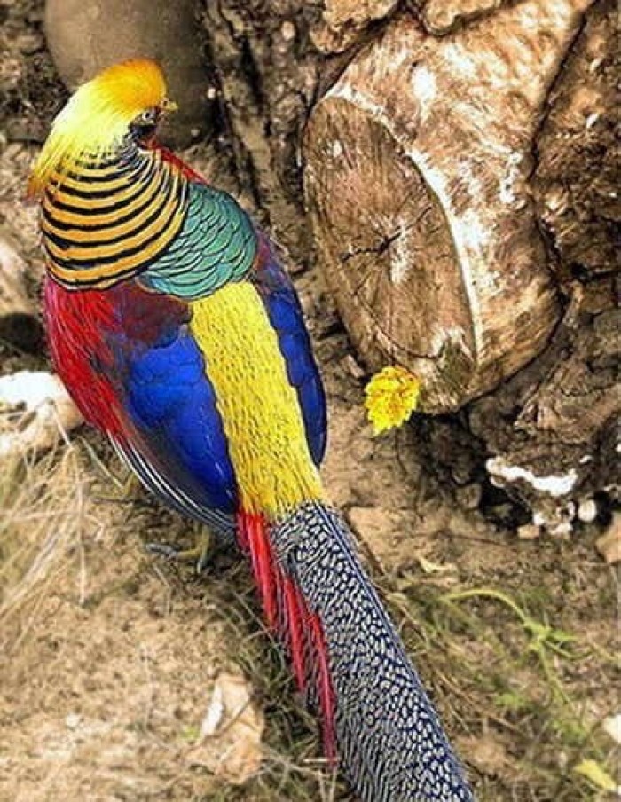 Chim trĩ 7 màu – Cách nuôi, nguồn gốc và đặc điểm