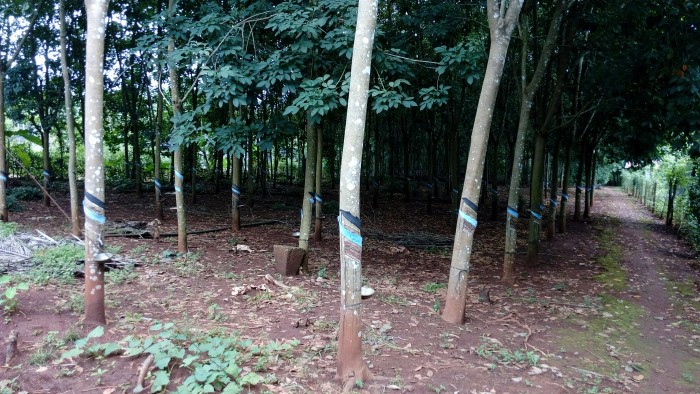 Bán đất vườn cao su 1,2ha tại Bình Phước sổ đỏ có 200m thổ cư
