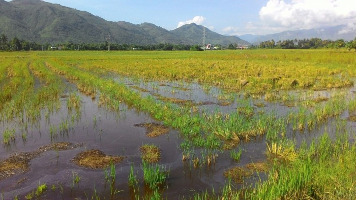 Bán lô đất 5.000m2 sát Cao bá quát Cầu Lùng Diên An,Diên Khánh,Khánh Hòa