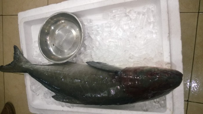 Cá bớp tươi ( mới ngợp)  ( size 5 kg/con)0