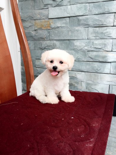 Hcm - Bé Đực Tiny Poodle Màu Trắng Thuần Chủng Mới 100%, Giá: 6.400.000Đ,  Gọi: 0907 266 879, Quận Gò Vấp - Hồ Chí Minh, Id-0Aea0800