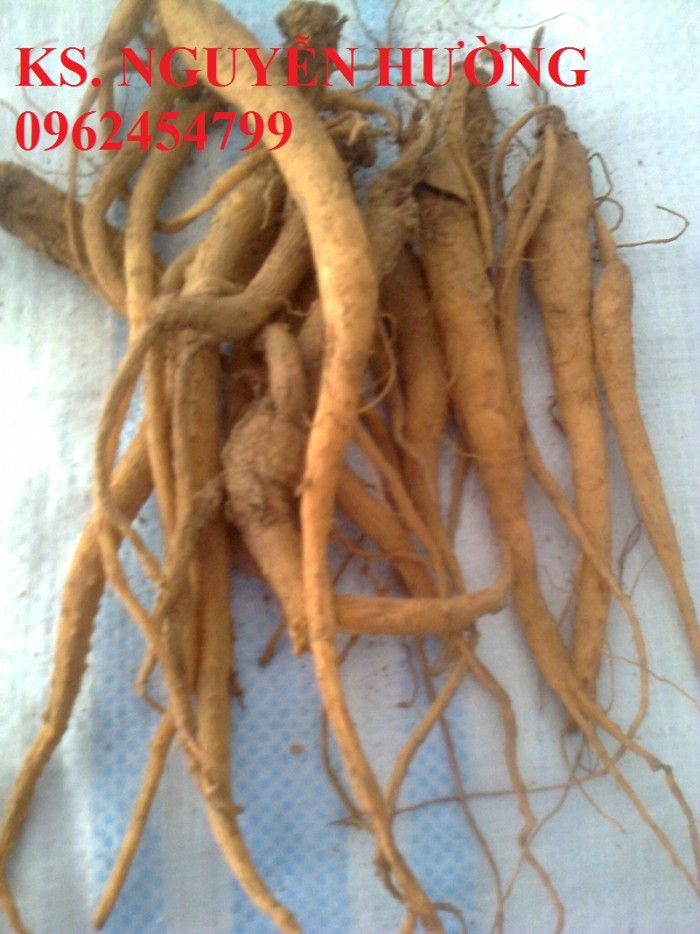 Bán giống cây đẳng sâm (cây sâm dây), hạt giống cây đẳng sâm và sản phẩm đẳng sâm sấy khô chất lượng cao2