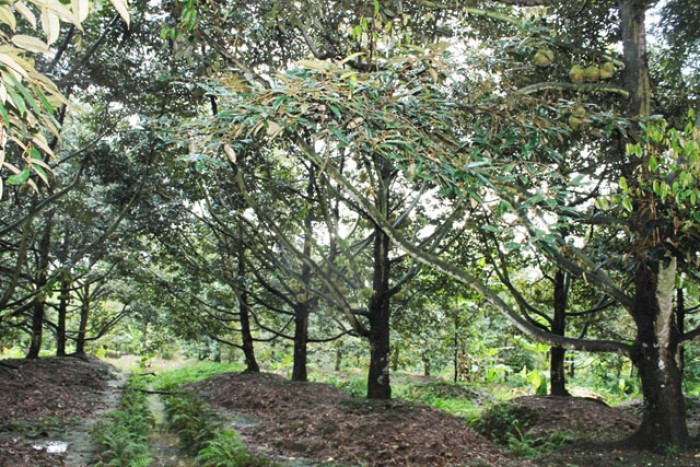 Bán đất vườn cây ăn trái 40.000m2 gần KDL rừng MaDaGuôi giá 4.7 tỷ thương lượng
