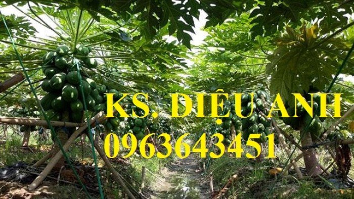 Chuyên cung cấp các loại hạt giống đu đủ cao sản Thái Lan PA88990