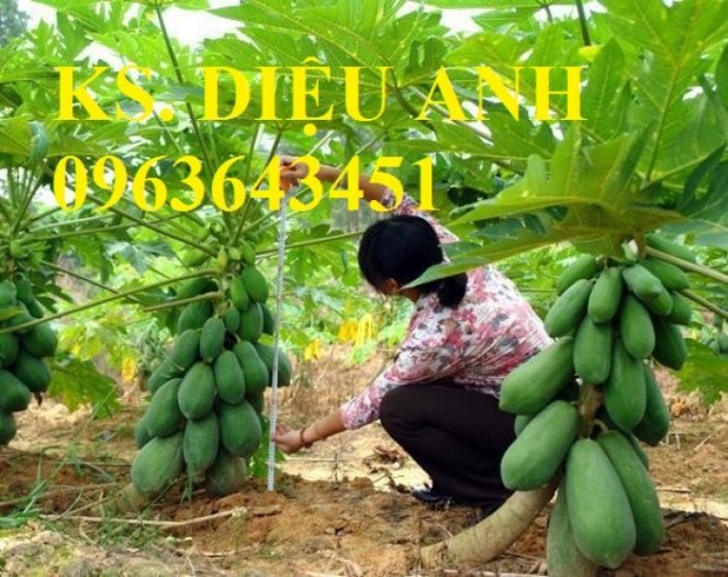 Chuyên cung cấp các loại hạt giống đu đủ cao sản Thái Lan PA88993
