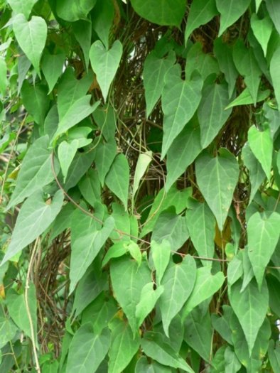 Chuyên cung cấp cây giống hà thủ ô, các sản phẩm từ hà thủ ô, cây giống hà thủ ô chuẩn1