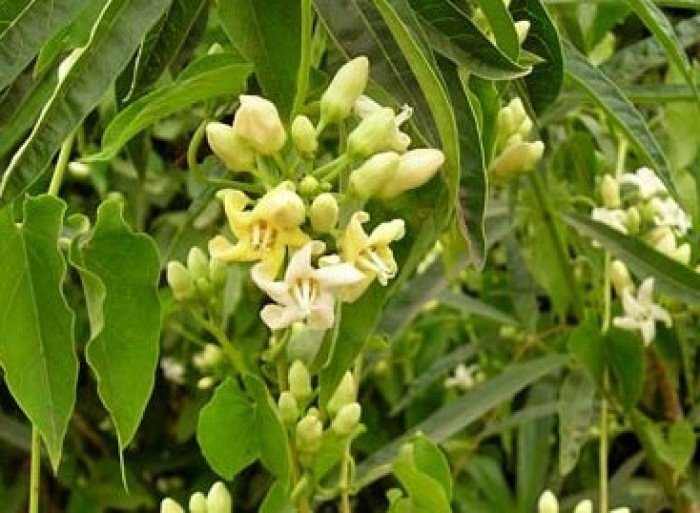 Chuyên cung cấp cây giống hà thủ ô, các sản phẩm từ hà thủ ô, cây giống hà thủ ô chuẩn4
