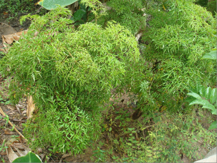 Chuyên cung cấp giống cây đinh lăng, cây đinh lăng, các sản phẩm từ cây đinh lăng1