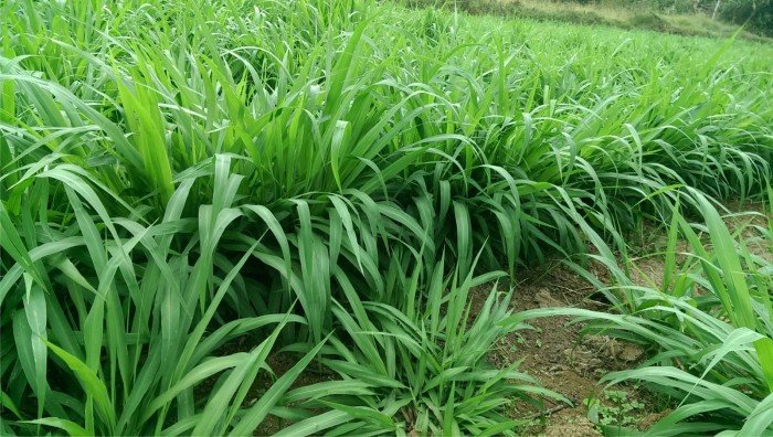 Chuyên cung cấp giống cỏ ghinê,hạt giống cỏ ghine, cỏ ghine,hạt giống cỏ ghine chất lượng1