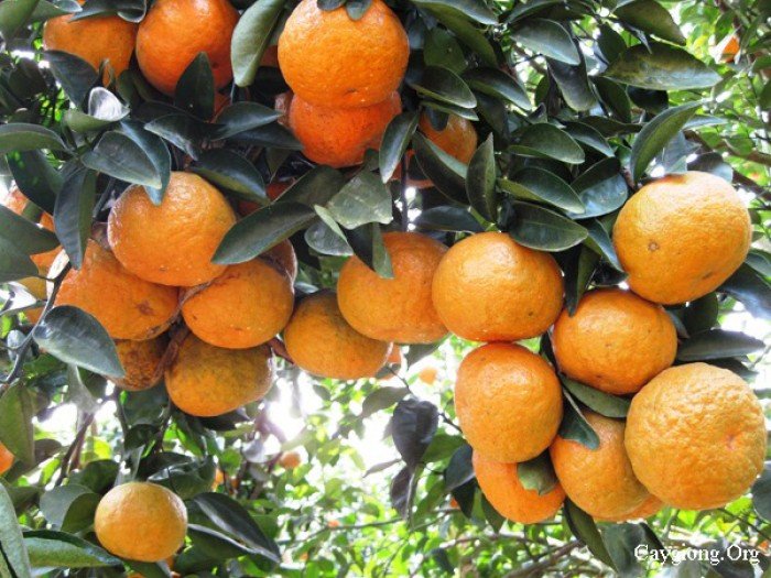 Chuyên cung cấp giống cây cam sành,cam sành,cam,cam sành bắc giang,cam sành,cam1