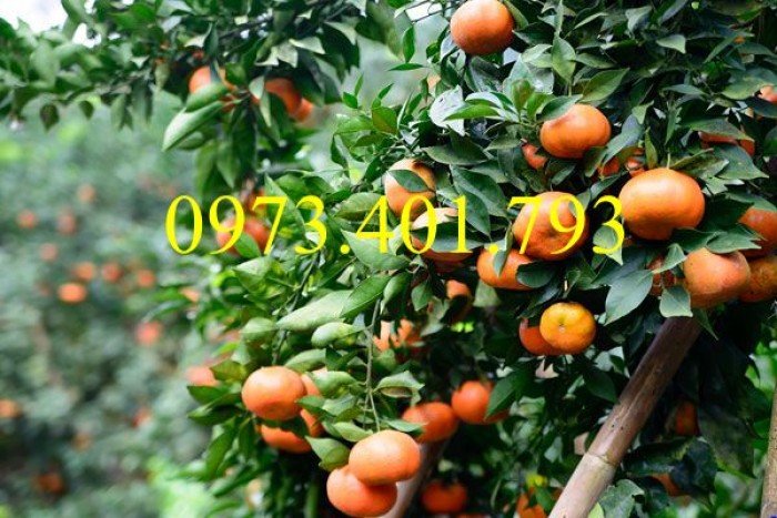 Giống cây cam đường canh, cam đường canh, cây cam đường canh, cây cam, kĩ thuật trồng cây cam