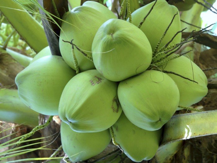 Chuyên cung cấp giống cây dừa xiêm, dừa xiêm lùn,dừa xiêm,dừa,quả dừa xiêm, quả dừa3