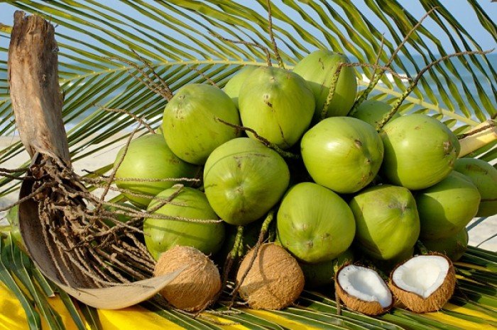 Chuyên cung cấp giống cây dừa xiêm, dừa xiêm lùn,dừa xiêm,dừa,quả dừa xiêm, quả dừa4