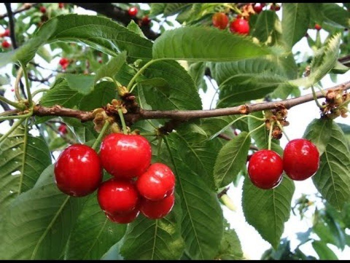 Bán cây cherry có hoa có quả, số lượng lớn, giao cây toàn quốc.2
