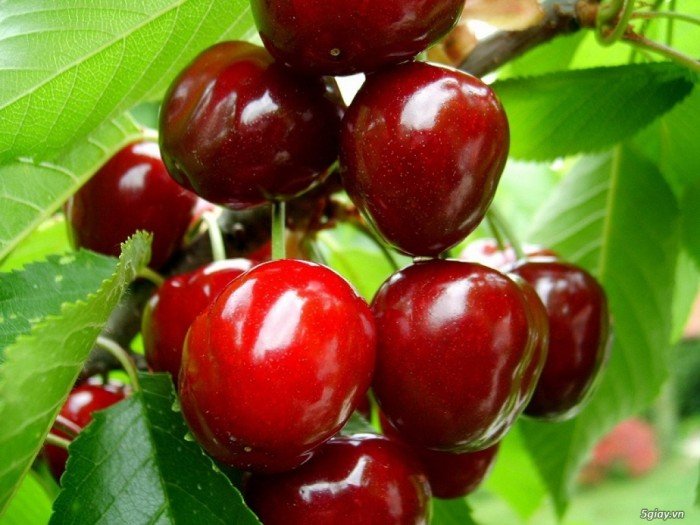 Bán cây cherry có hoa có quả, số lượng lớn, giao cây toàn quốc.4