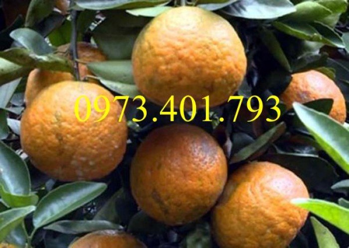 Giống  cây cam sành, cam sành, cây cam sành, kĩ thuật trồng cây cam sành3