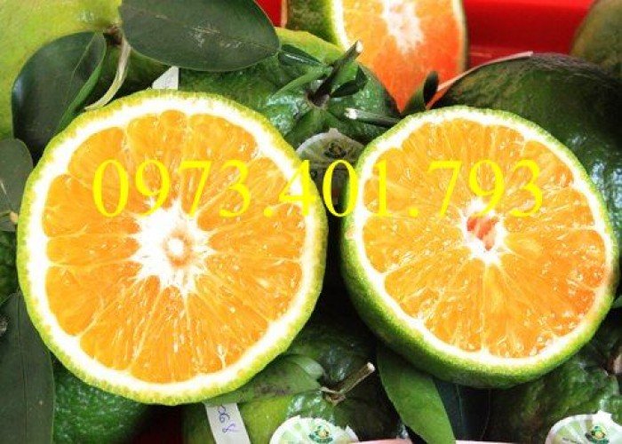 Giống  cây cam sành, cam sành, cây cam sành, kĩ thuật trồng cây cam sành