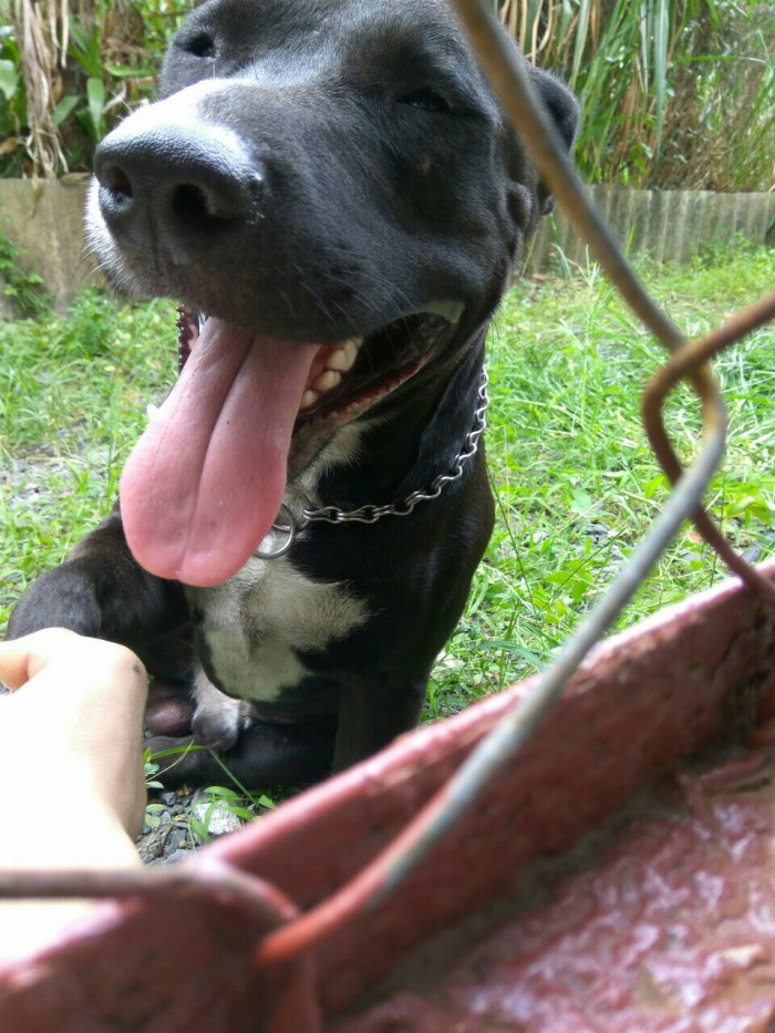 Chó pitbull
