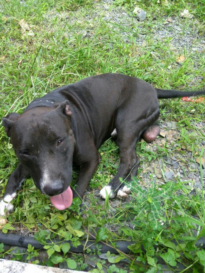 Chó pitbull