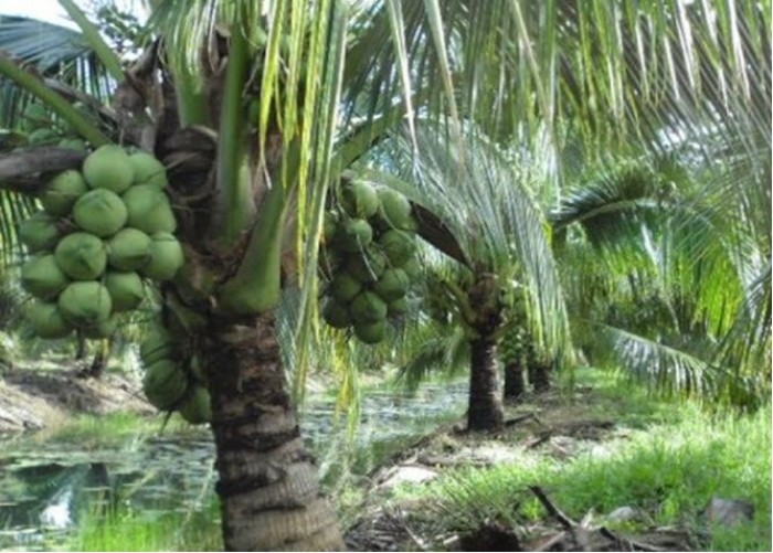 Cây giống dừa xiêm xanh lùn, dừa xiêm lùn, cây dừa xiêm, giống cây dừa xiêm.0