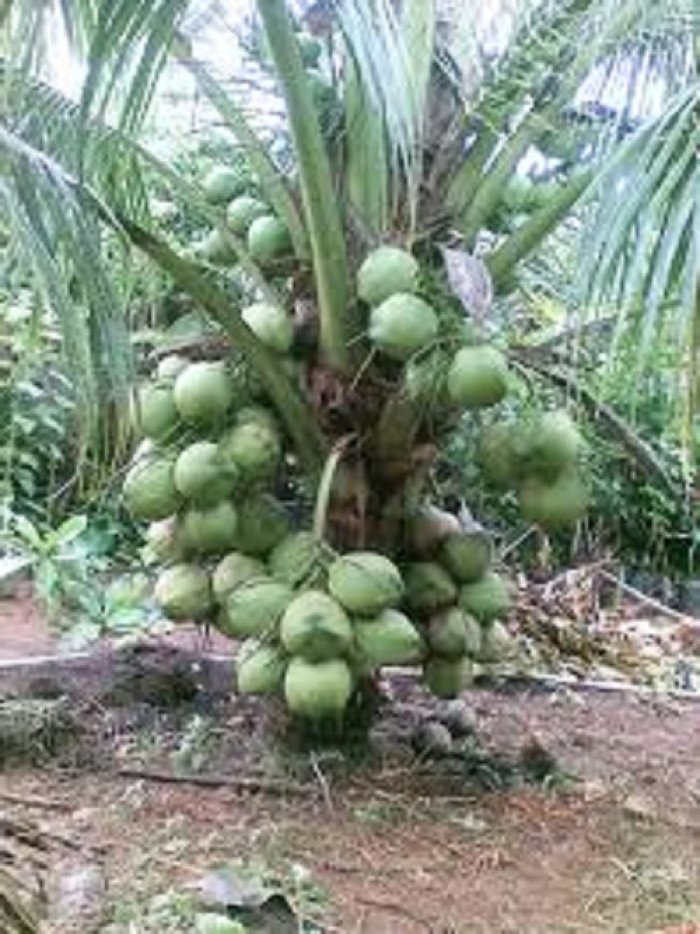 Cây giống dừa xiêm xanh lùn, dừa xiêm lùn, cây dừa xiêm, giống cây dừa xiêm.1