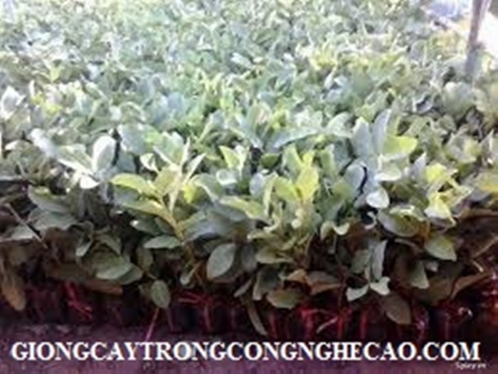 Kỹ thuật trồng và chăm sóc cây ổi Đài Loan đơn giản, năng suất lh 09680679051