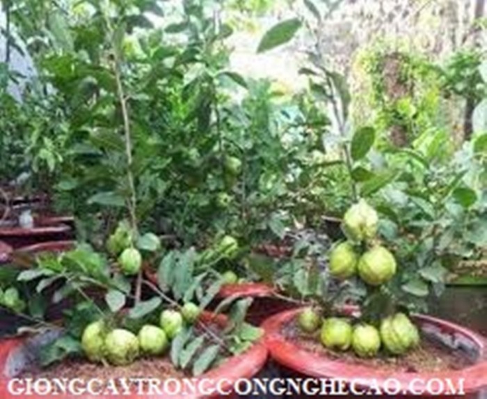 Kỹ thuật trồng và chăm sóc cây ổi Đài Loan đơn giản, năng suất lh 09680679050
