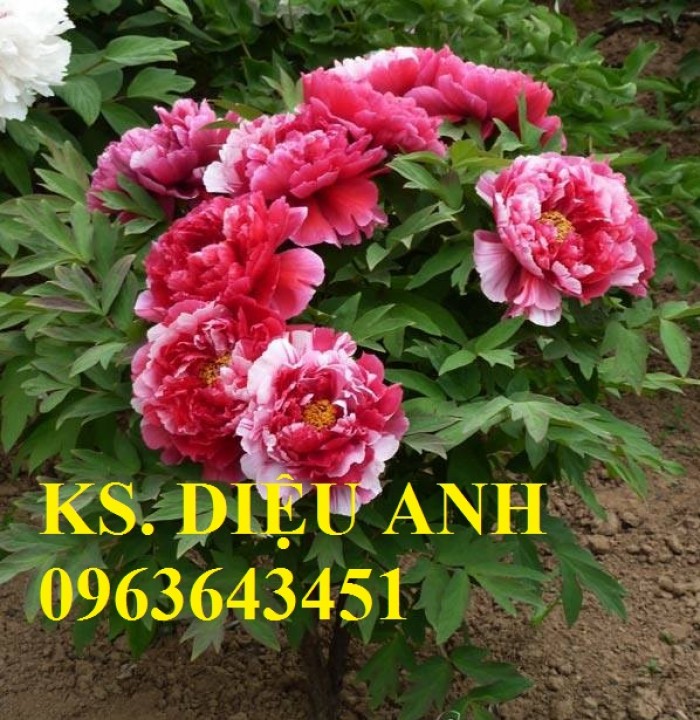 Chuyên cung cấp cây giống hoa mẫu đơn Trung Quốc, cây hoa mẫu đơn đủ màu, số lượng lớn, giao toàn6