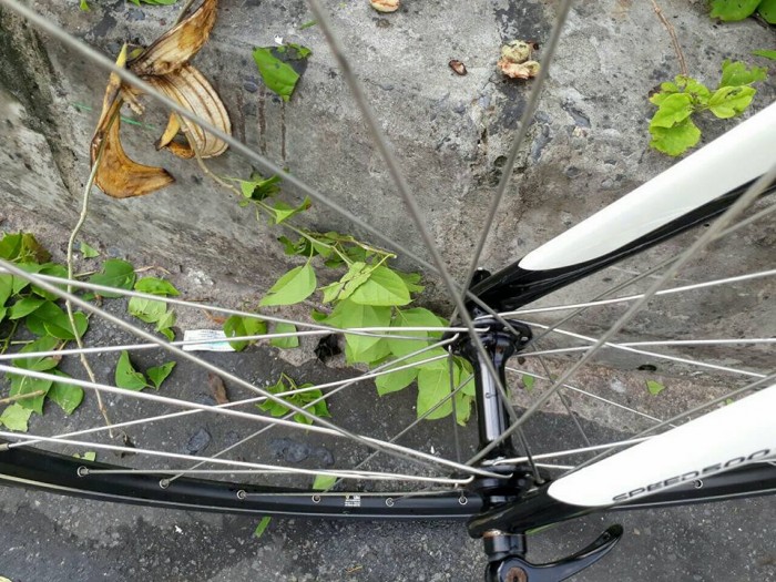 Roadbike WISSCO, nhập khẩu