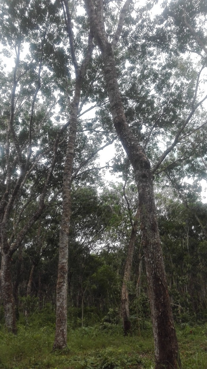 Cần bán Mấy trăm ha cây cao su thanh lý.