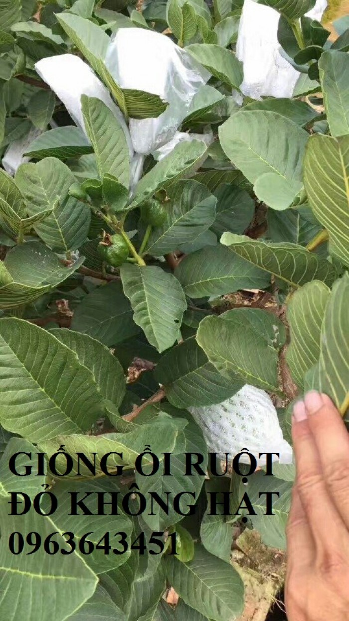 Chuyên cung cấp cây giống ổi ruột đỏ không hạt Đài Loan2