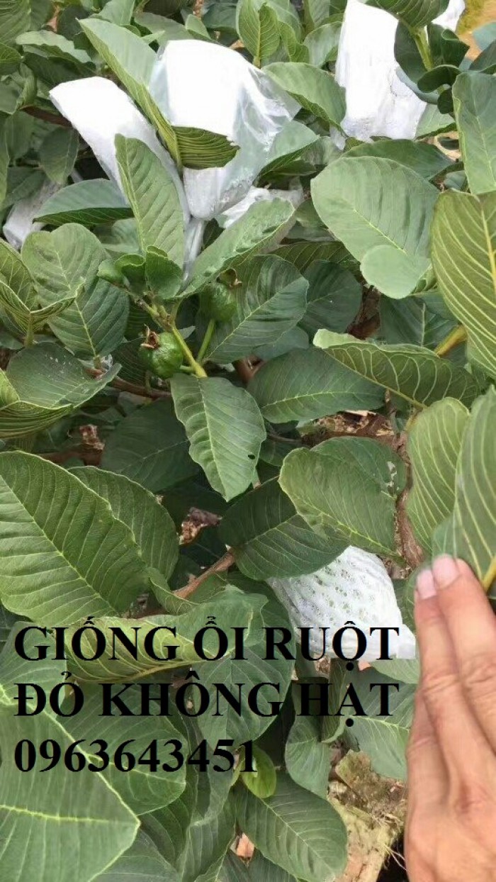 Chuyên cung cấp cây giống ổi ruột đỏ không hạt Đài Loan5