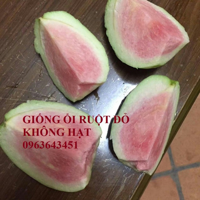 Chuyên cung cấp cây giống ổi ruột đỏ không hạt Đài Loan8