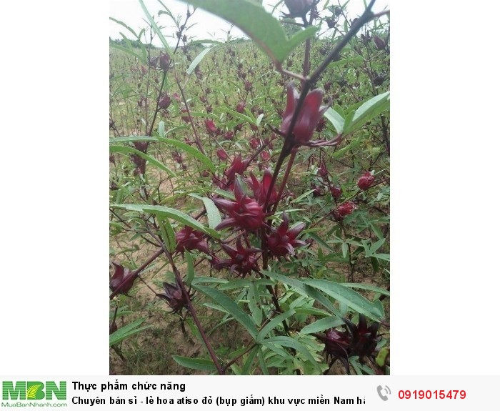 Chuyên sỉ - lẻ hoa atiso đỏ(bụp giấm