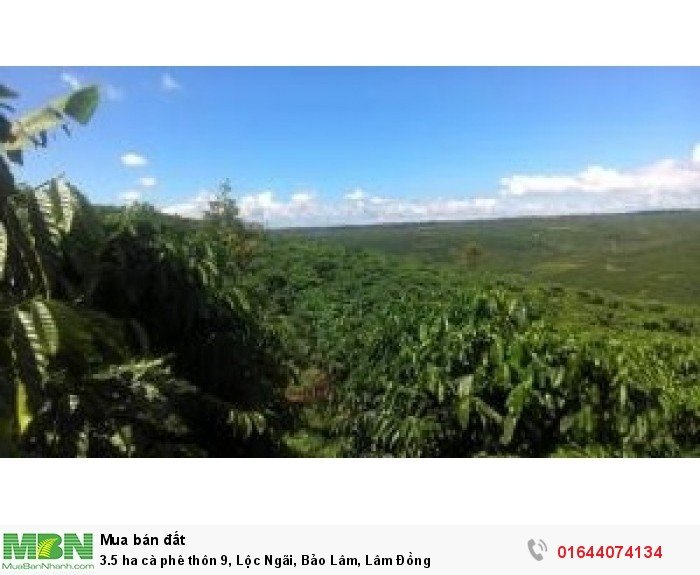 3.5 ha cà phê thôn 9, Lộc Ngãi, Bảo Lâm, Lâm Đồng